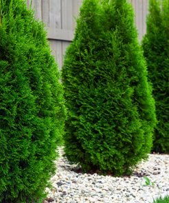 A row of tall, dense, cone-shaped Arborvitae Essential Oil 5ml shrubs neatly planted in a line by a wooden fence, edged with white and gray pebbles on a manicured lawn.