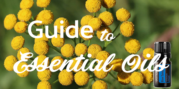 Image displaying a cluster of yellow tansy flowers with a small bottle of essential oil labeled "clarity blend" placed beside them. Overlaid text reads "How Essential Oils Work.