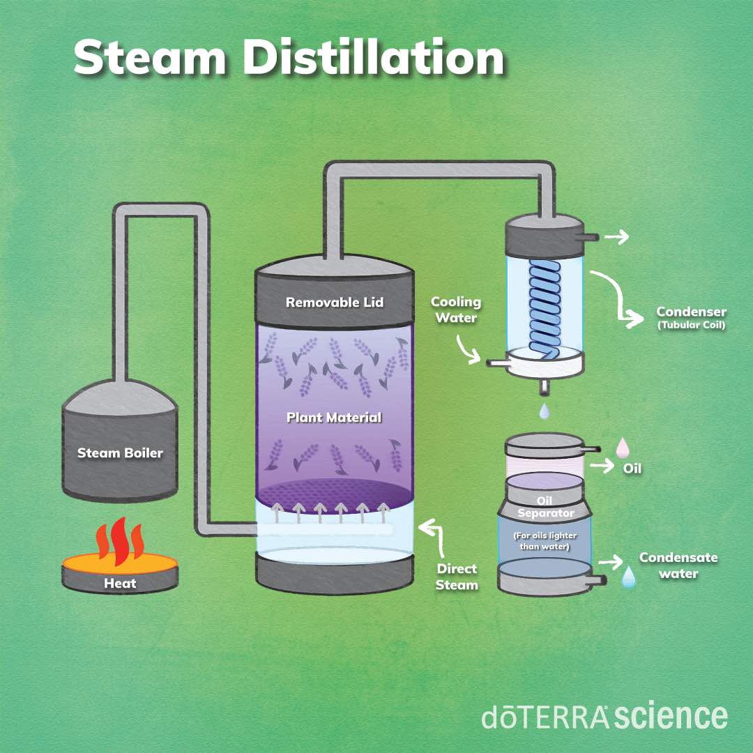 Illustration of a steam distillation setup used to extract essential oils, featuring components like a steam boiler, distillation chamber with plant material such as roses for rose oil extraction, condenser, and collection