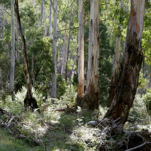 A sunlit Native Bush™ with tall eucalyptus trees, their smooth, multi-colored bark peeling. Underbrush and fallen branches are scattered around the forest floor.