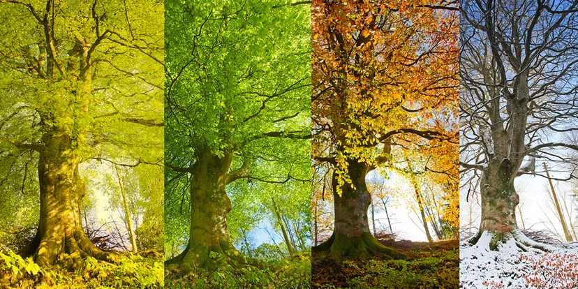 Four vertical panels depicting a forest tree through the four seasons: spring with vibrant green leaves breathing earthsun essentials, summer in full foliage, autumn with orange and yellow leaves, and winter with bare branches and
