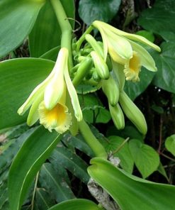 Close-up of yellow and white Madagascar Vanilla Essential Oil flowers and buds amid lush green leaves.