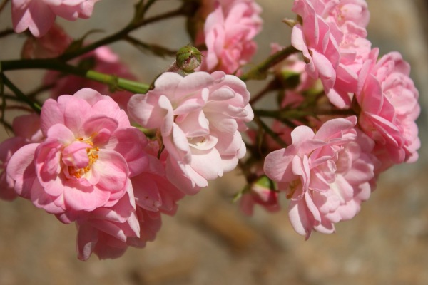A close-up of a cluster of delicate pink roses with multiple layers of petals, highlighted by soft sunlight. A few buds and green stems are also visible against a blurred background, evoking the pure essence