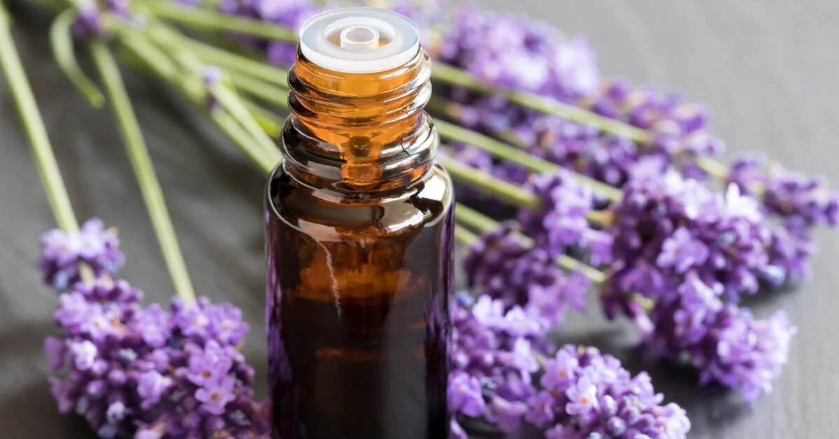 A small amber glass bottle filled with essential oils, accompanied by an open dropper, surrounded by fresh purple lavender flowers on a gray surface.