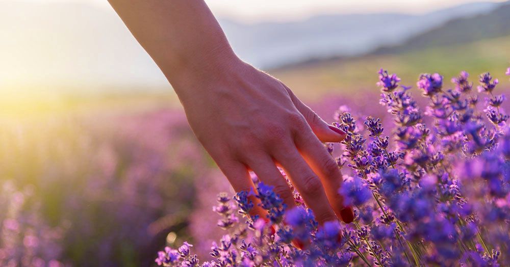 A person's hand gently touches purple lavender flowers in a sunlit field at sunset, with a blurred natural background, evoking the essence of lavender essential oil.