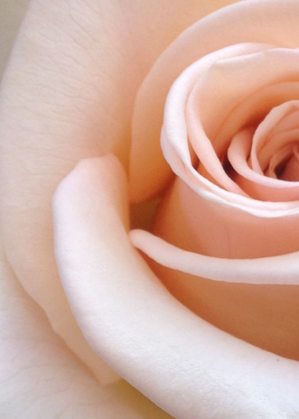 Close-up image of a delicate, pale pink rose cradled gently in the palm of a hand, focusing on the intricate layers of the rose's petals, infused with Rose Fragrance Oil | Perfume Oil – 100% Pure