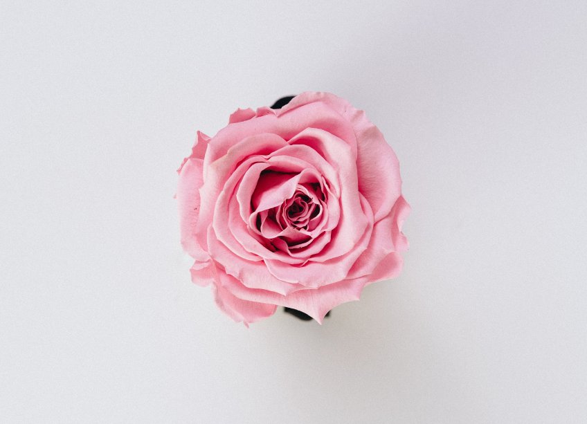 A single pink rose displayed against a plain white background, viewed from above, highlighting its layered petals and natural symmetry of the Perfume Oil – 100% Pure.
