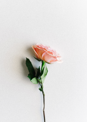 A single pink rose with green leaves, casting a soft shadow on a plain light-colored background, evoking the scent of Rose Fragrance Oil | Perfume Oil – 100% Pure.