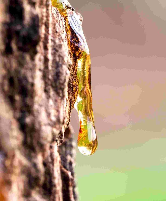 Close-up image of amber-colored copaiba oil dripping from the rough bark of a tree, with a blurred green and brown background.