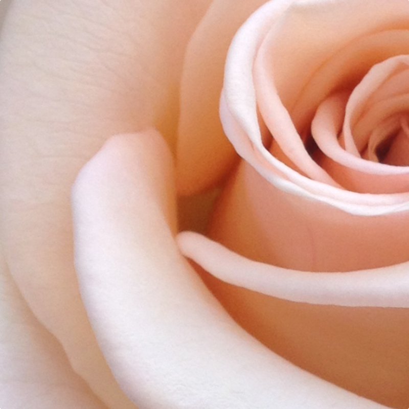 Close-up of a delicate peach rose, showcasing its intricate petal arrangement and soft texture against a blurred background, embodying Rose Fragrance Oil | Perfume Oil – 100% Pure.