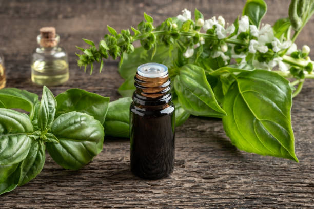 A small bottle of essential oil surrounded by fresh basil leaves and basil blossoms on a wooden surface.