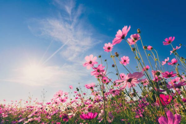 A vibrant field of pink flowers blooming under a clear blue sky with the sun shining.